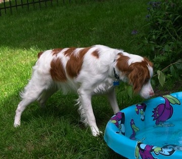 toby in the pool 2